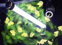 تاکنون درباره جذب حشرات به نور اشتباه می‌کردیم