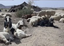 توزیع ۴۰۰۰ تن نهاده دامی مدت دار در بین عشایر سیستان و بلوچستان