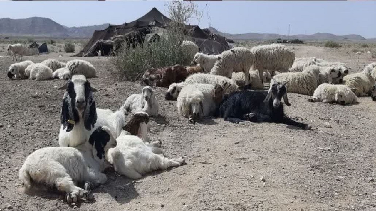 توزیع ۴۰۰۰ تن نهاده دامی مدت دار در بین عشایر سیستان و بلوچستان