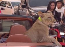 فیلم| شیر خانگی پشت یک خودروی لوکس روباز