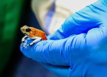 فیلم| کشف و ضبط ۱۳۰ قورباغه سمی در فرودگاه