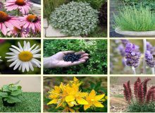 لزوم تکمیل زنجیره تولید گیاهان دارویی در استان ایلام