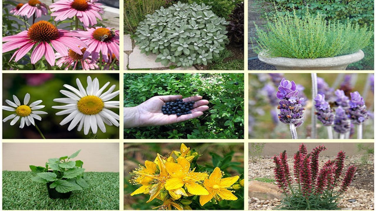 لزوم تکمیل زنجیره تولید گیاهان دارویی در استان ایلام