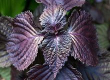 نعناع سرفه را درمان، رشد مو را زیاد می‌کند