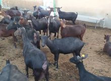 پایان خام‌فروشی شیر بز مورسیا در قلعه‌گنج