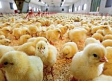 کارخانه جوجه‌کشی بروجرد سالانه بیش از ۱۴ میلیون جوجه تولید می‌کند