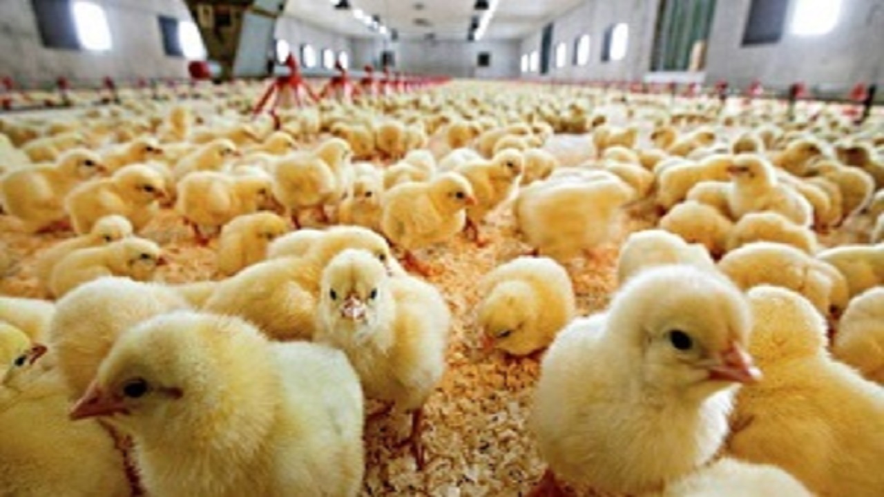 کارخانه جوجه‌کشی بروجرد سالانه بیش از ۱۴ میلیون جوجه تولید می‌کند