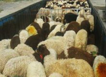 کشف ۴۳۶ فقره سرقت احشام در خراسان جنوبی