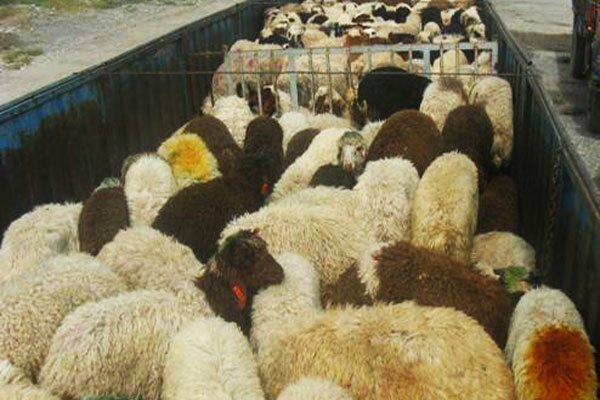 کشف ۴۳۶ فقره سرقت احشام در خراسان جنوبی