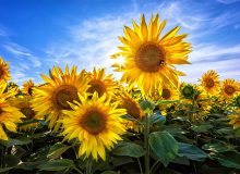 این گیاه موجب پاک سازی مجاری ادراری می‌گردد