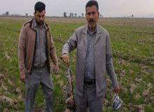 برخورد با عامل سم ریزی برای پرندگان در مزارع حمیدیه