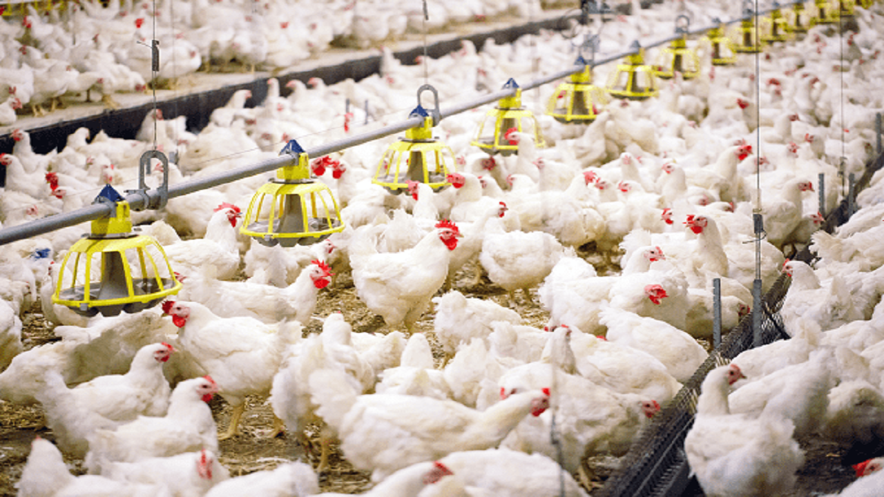 تولید مرغ کشور به مرحله پایداری رسیده است