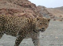 ثبت تصویر پلنگ ایرانی در پارک ملی سالوک خراسان شمالی