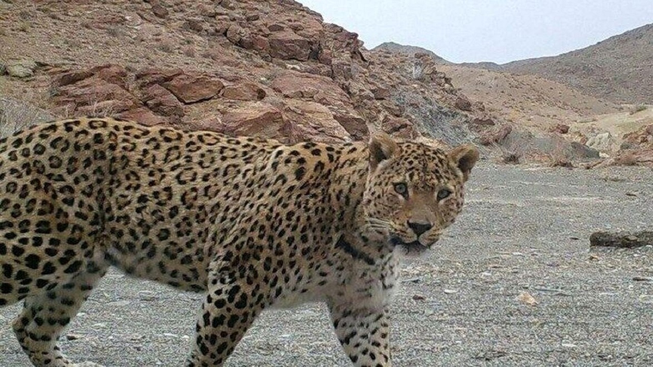 ثبت تصویر پلنگ ایرانی در پارک ملی سالوک خراسان شمالی