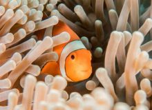 دلقک ماهی‌ها می‌توانند بشمرند! – ایسنا