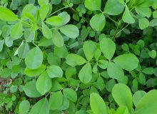 سلطان گیاهان دارویی را بشناسید