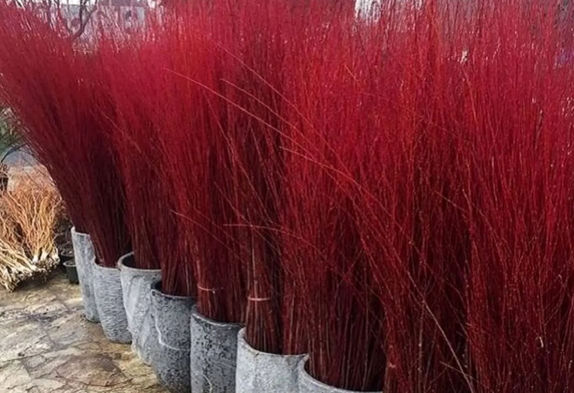 صادرات ۸۰۰ هزار شاخه بید قرمز از محلات