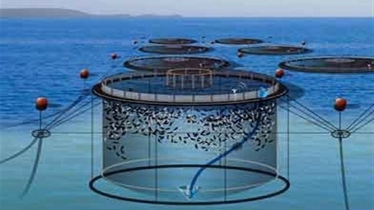 طرح پرورش ماهی در قفس در تنگستان به بهره‌برداری رسید