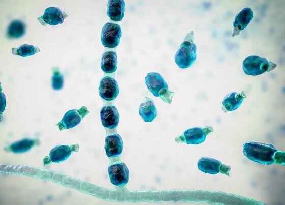 طوفان‌های بی‌سابقه در کالیفرنیا منجر به افزایش عفونت‌های قارچی مرگبار شد