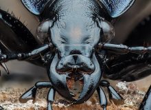 عکس| سوسک زمینی بنفش دیده اید؟!