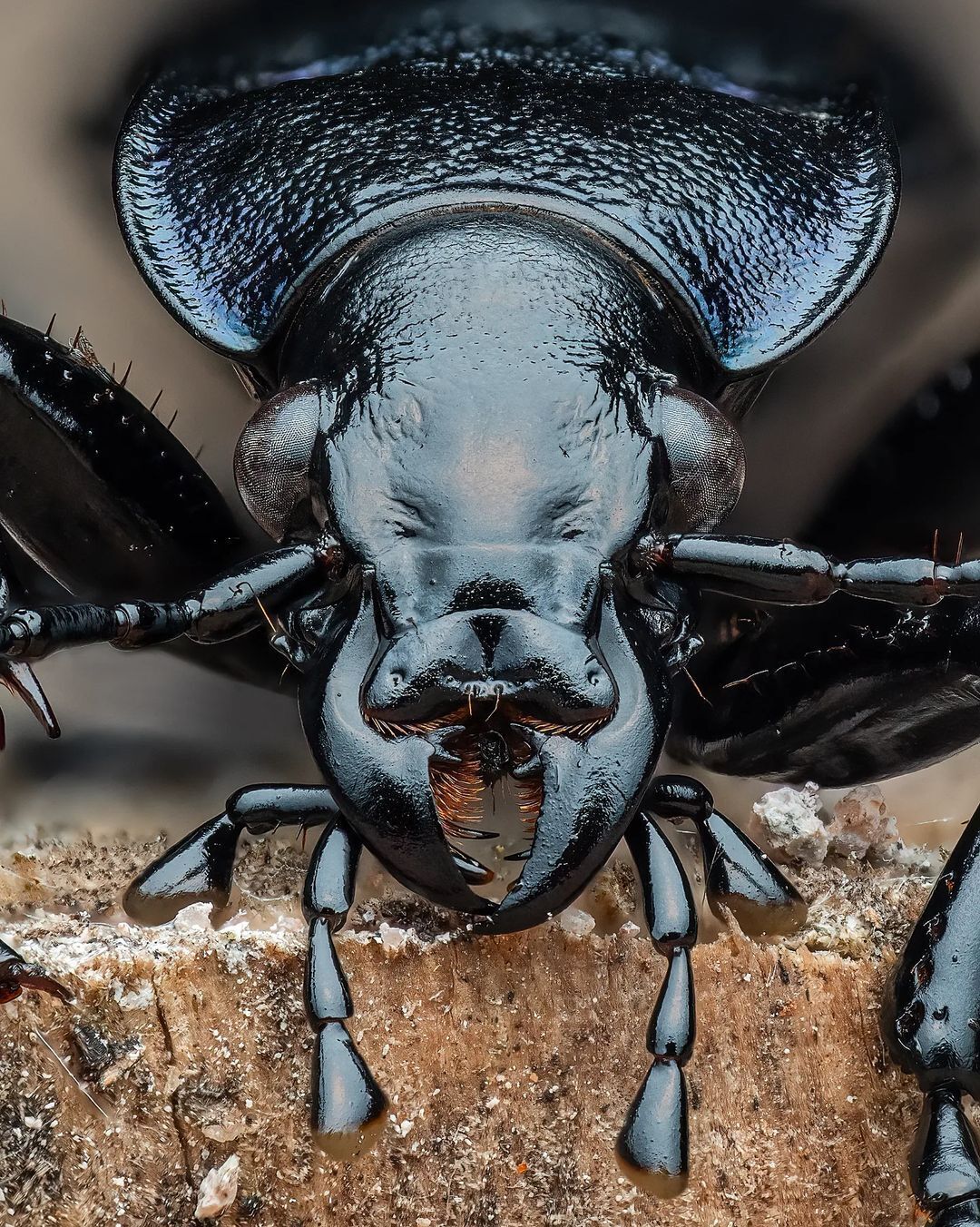 عکس| سوسک زمینی بنفش دیده اید؟!