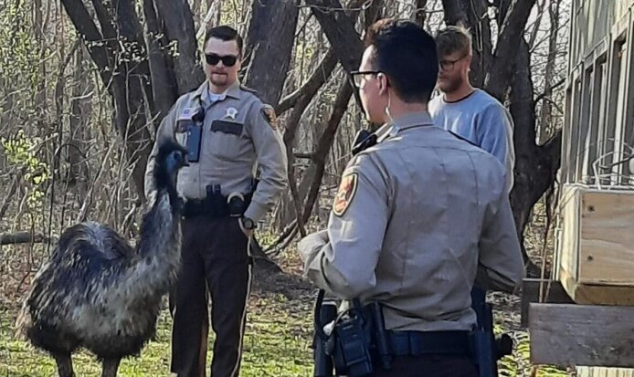 عکس| شترمرغ سرگردان در بزرگراه‌های کیتساپ