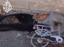 فیلم| جسد یک فلسطینی در محاصره گربه‌ها