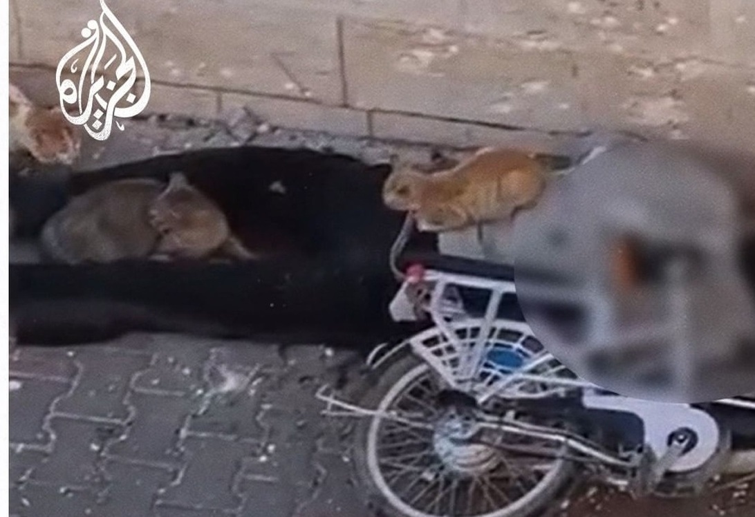 فیلم| جسد یک فلسطینی در محاصره گربه‌ها