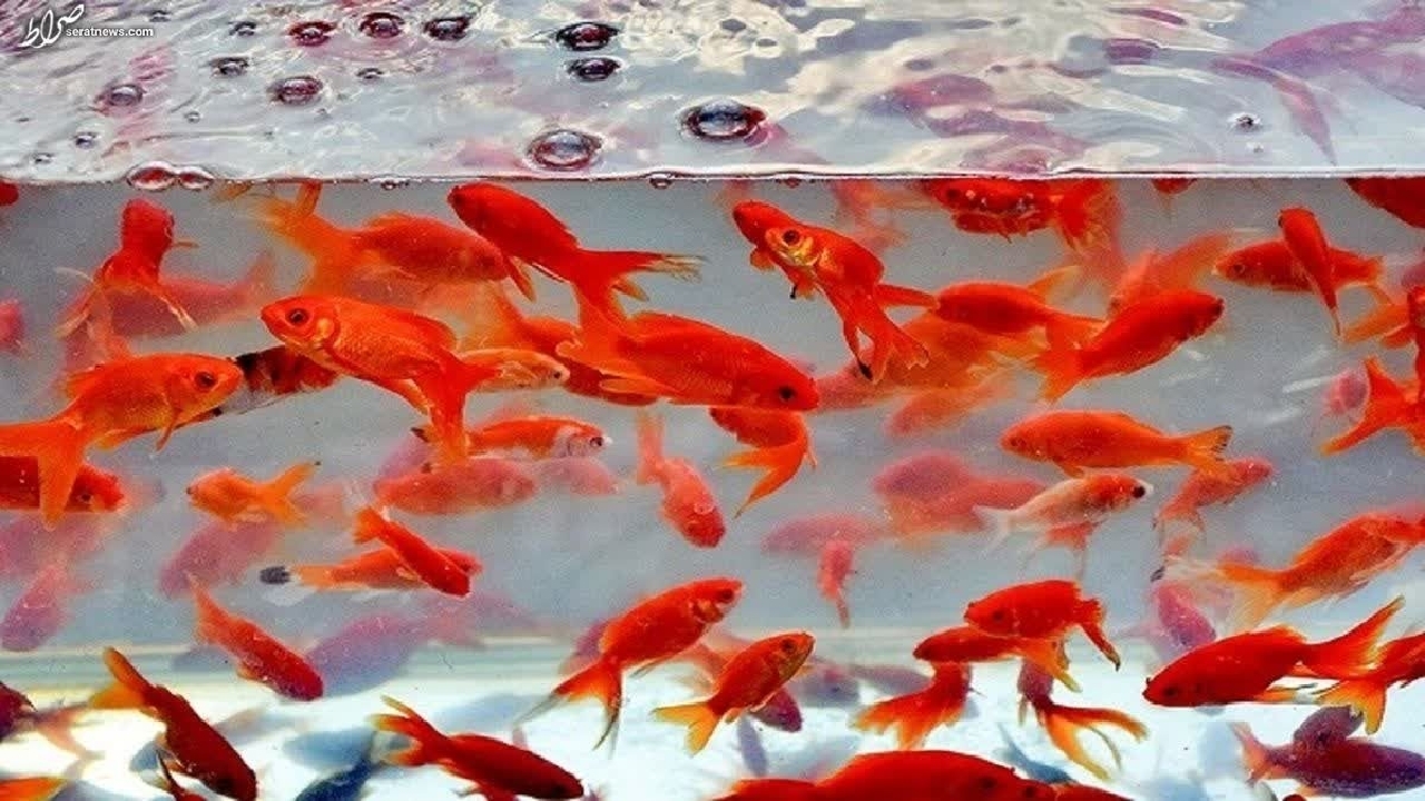 ماهی قرمز عید نوروز را در منابع طبیعی رها نکنید