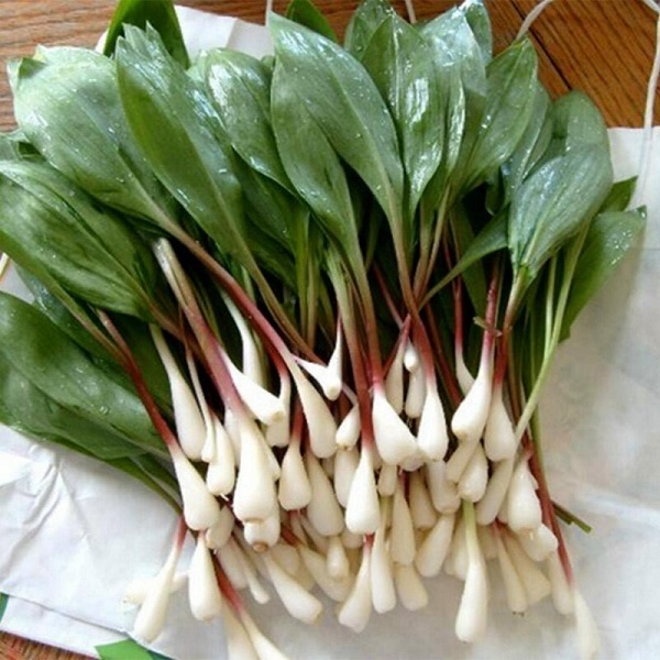 گیاهی که پادشاه منیزیم است