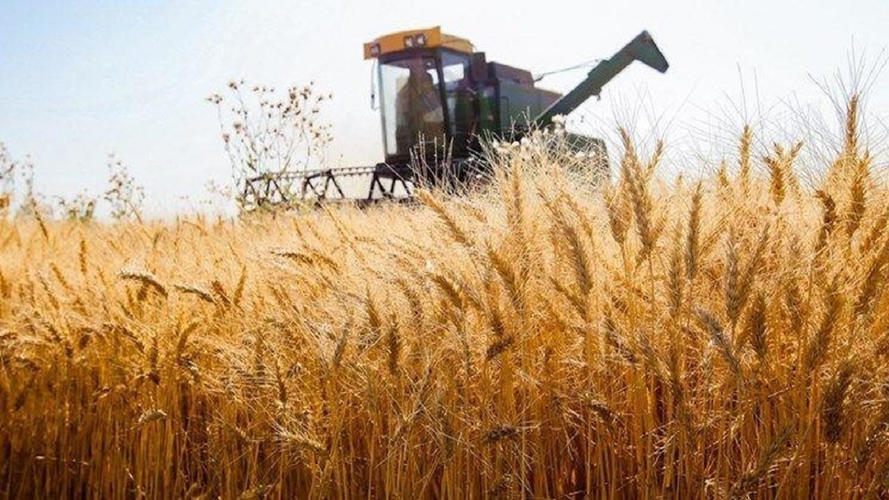۹۰ درصد امنیت غذایی کشور در گرو خودکفایی گندم است